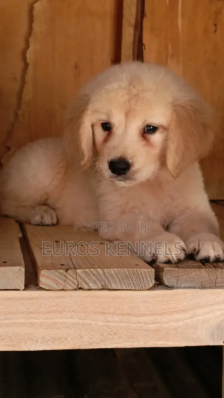 1-3 months Male Purebred Golden Retriever