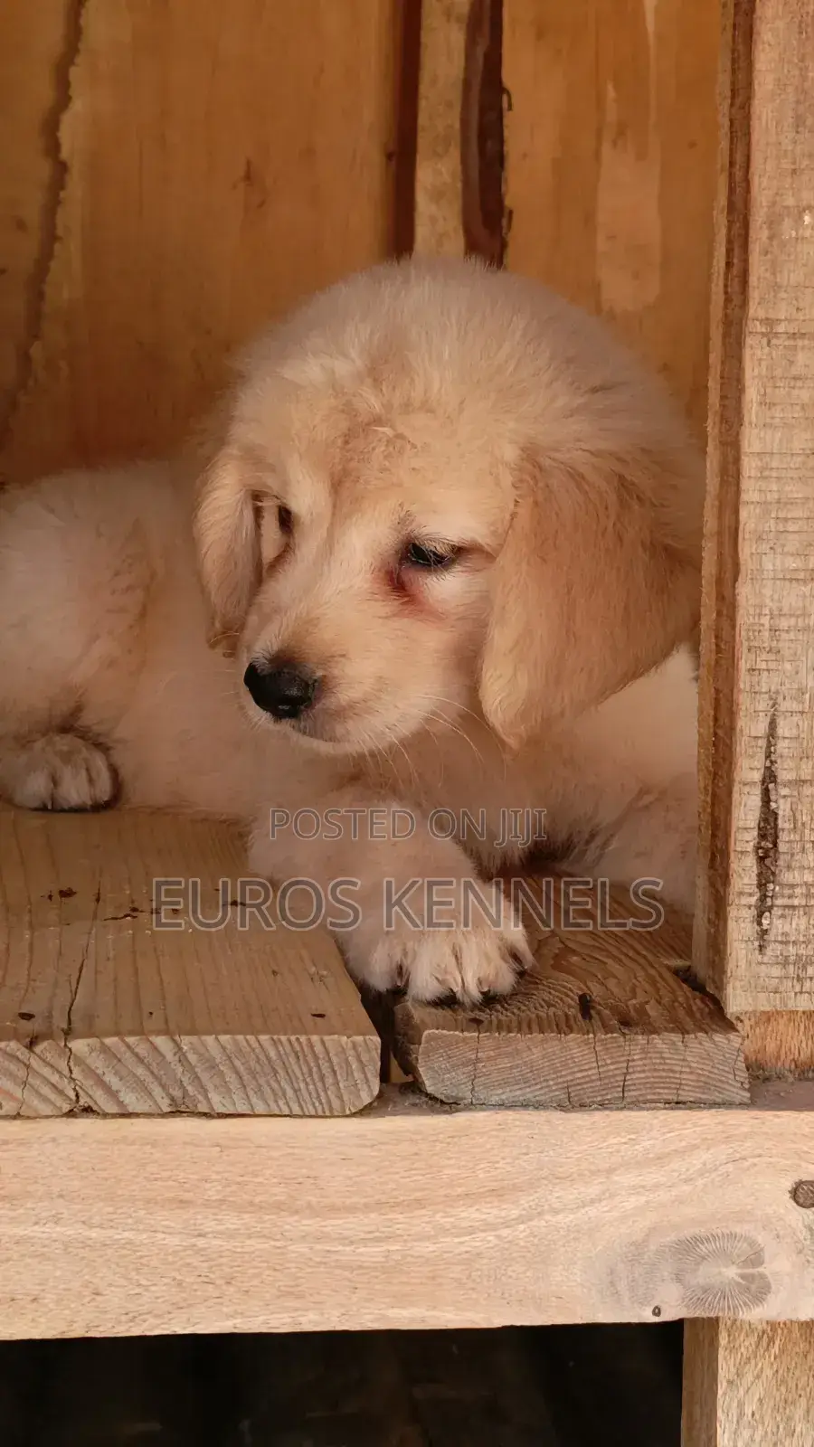 1-3 months Male Purebred Golden Retriever