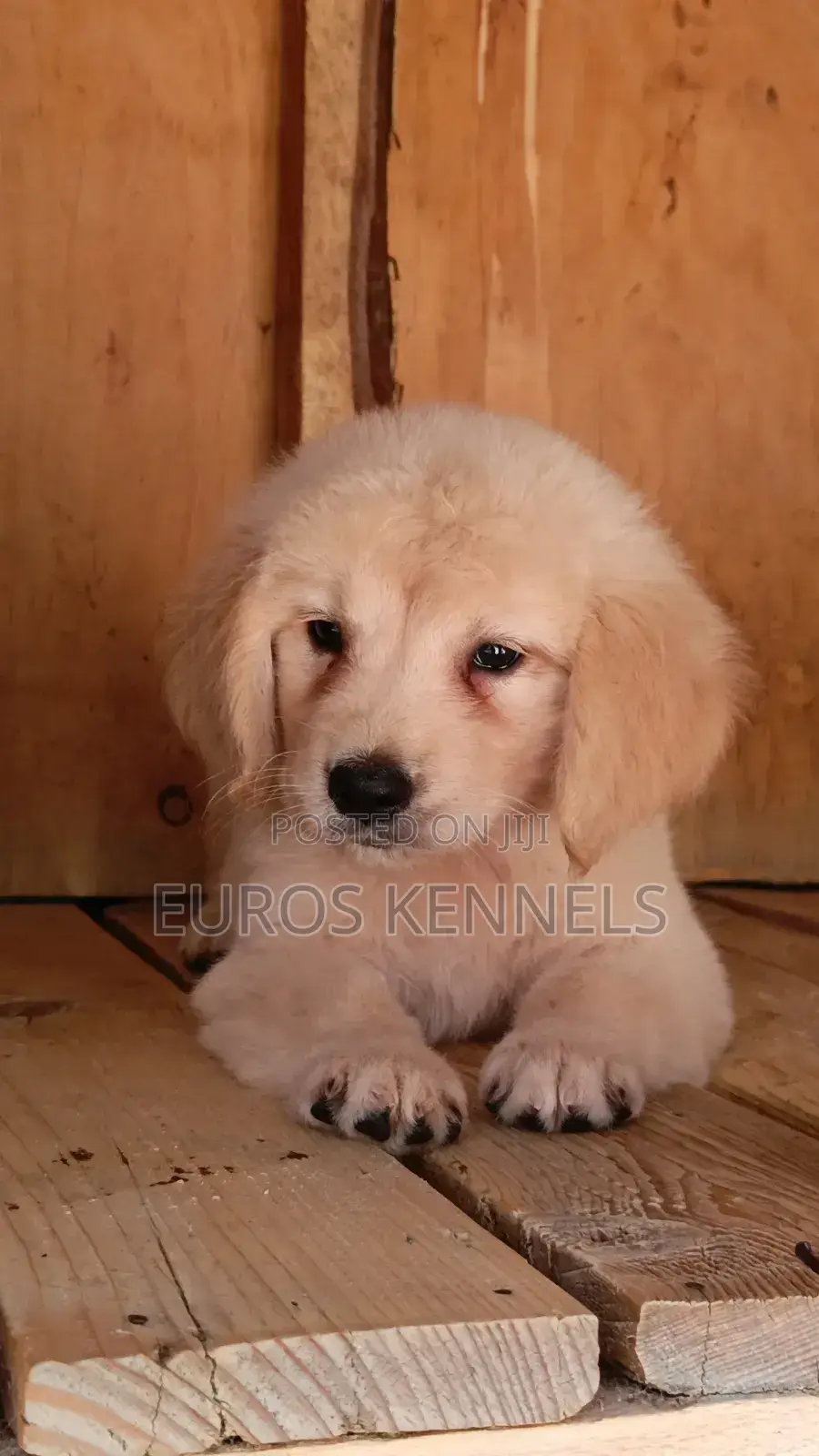 1-3 months Male Purebred Golden Retriever