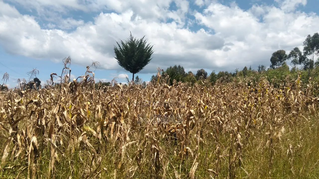 General Land – Two Sons – 2 Acres