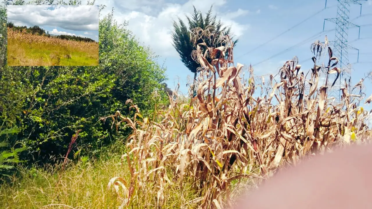 Agricultural Land for Sale in Olkalou