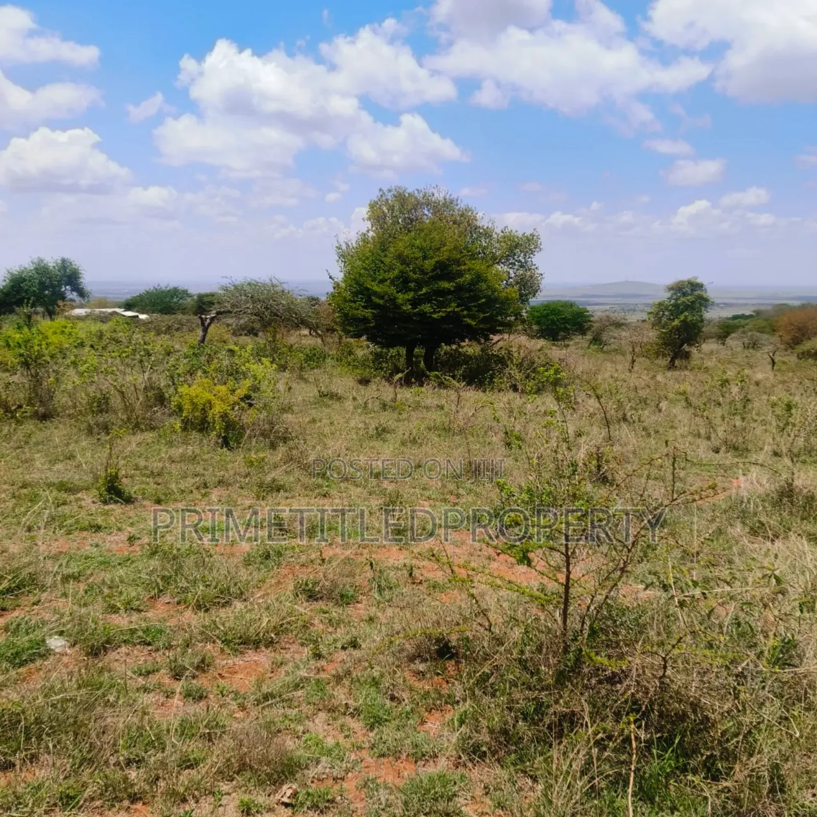 10.8 Acres on Red Soil