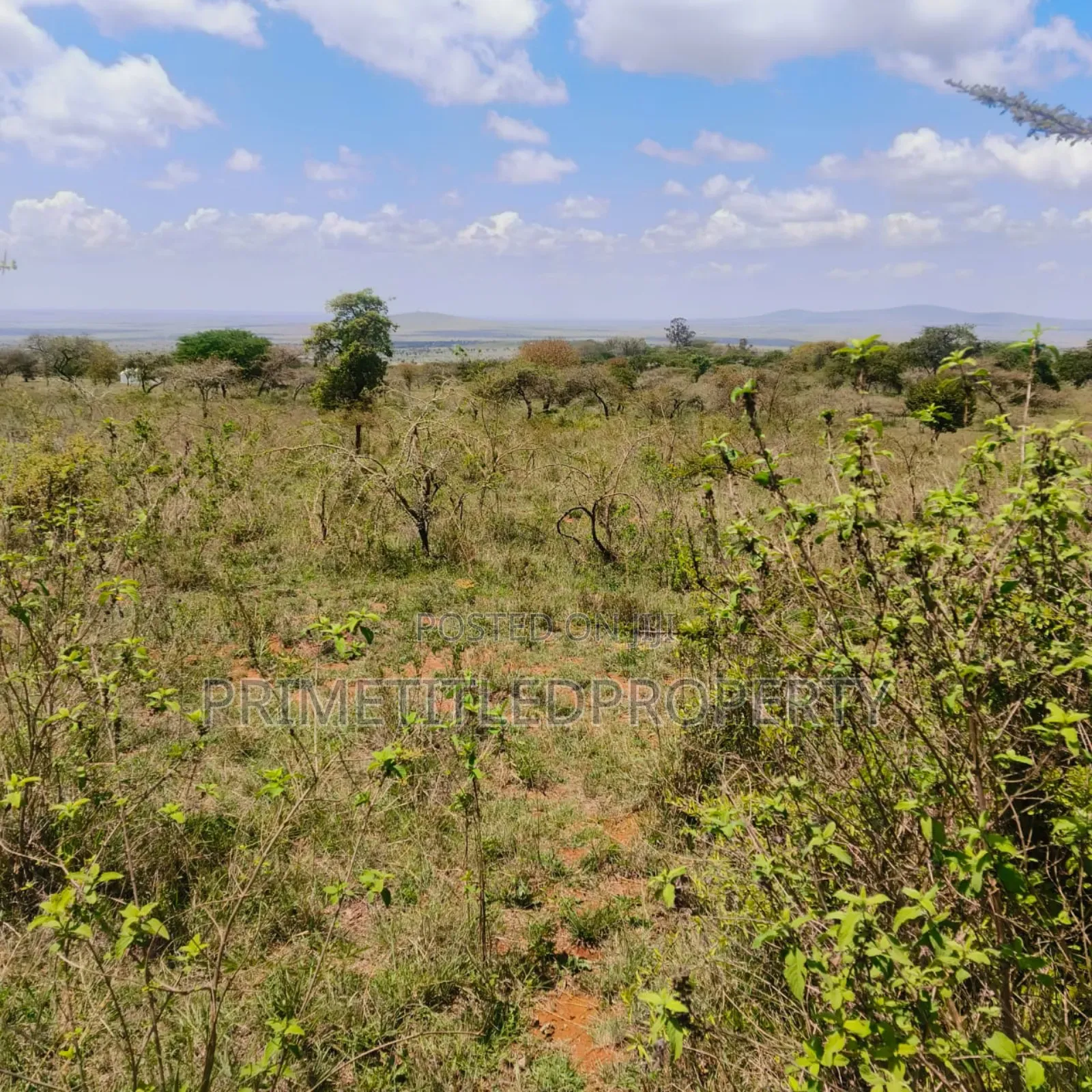 10.8 Acres on Red Soil