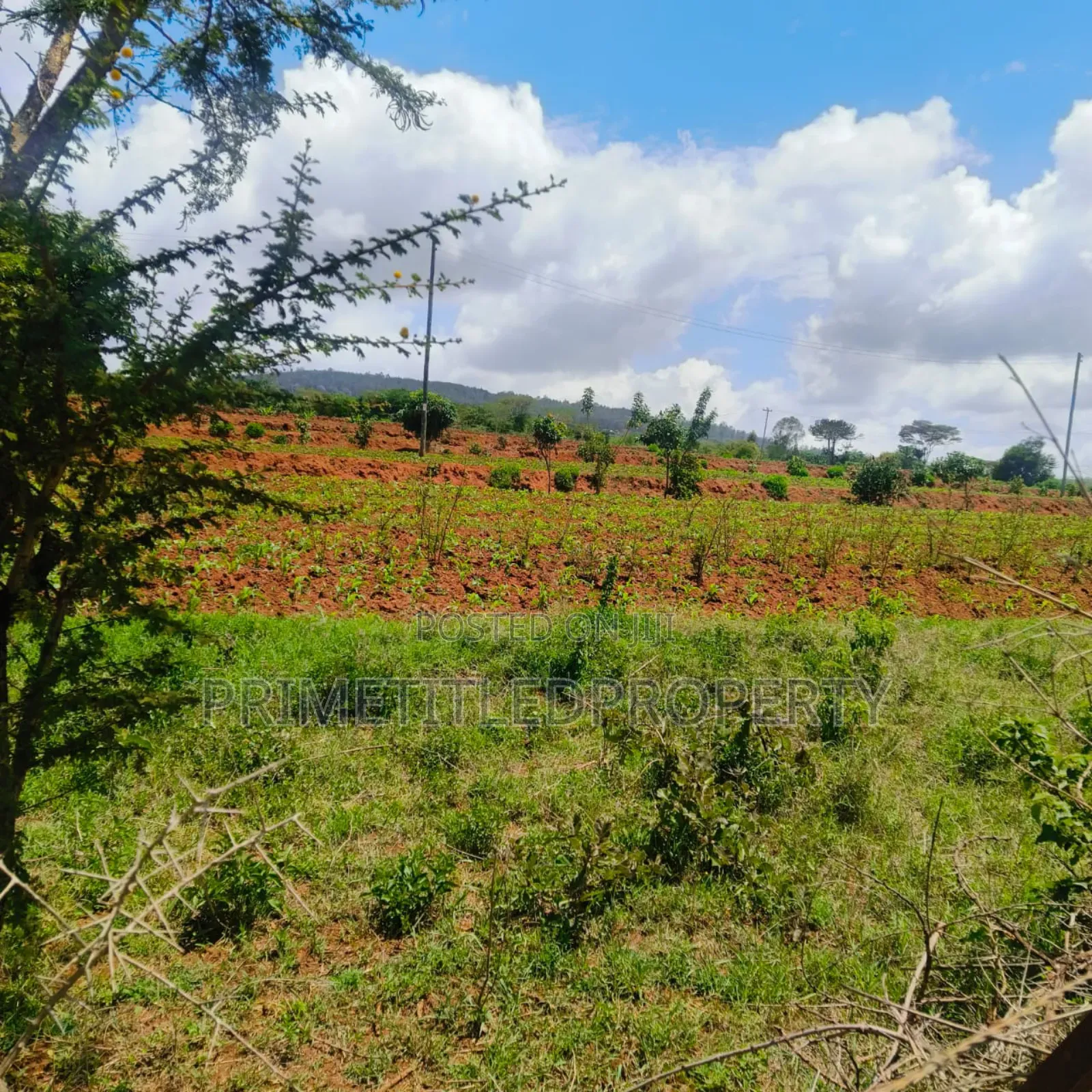 10.8 Acres on Red Soil