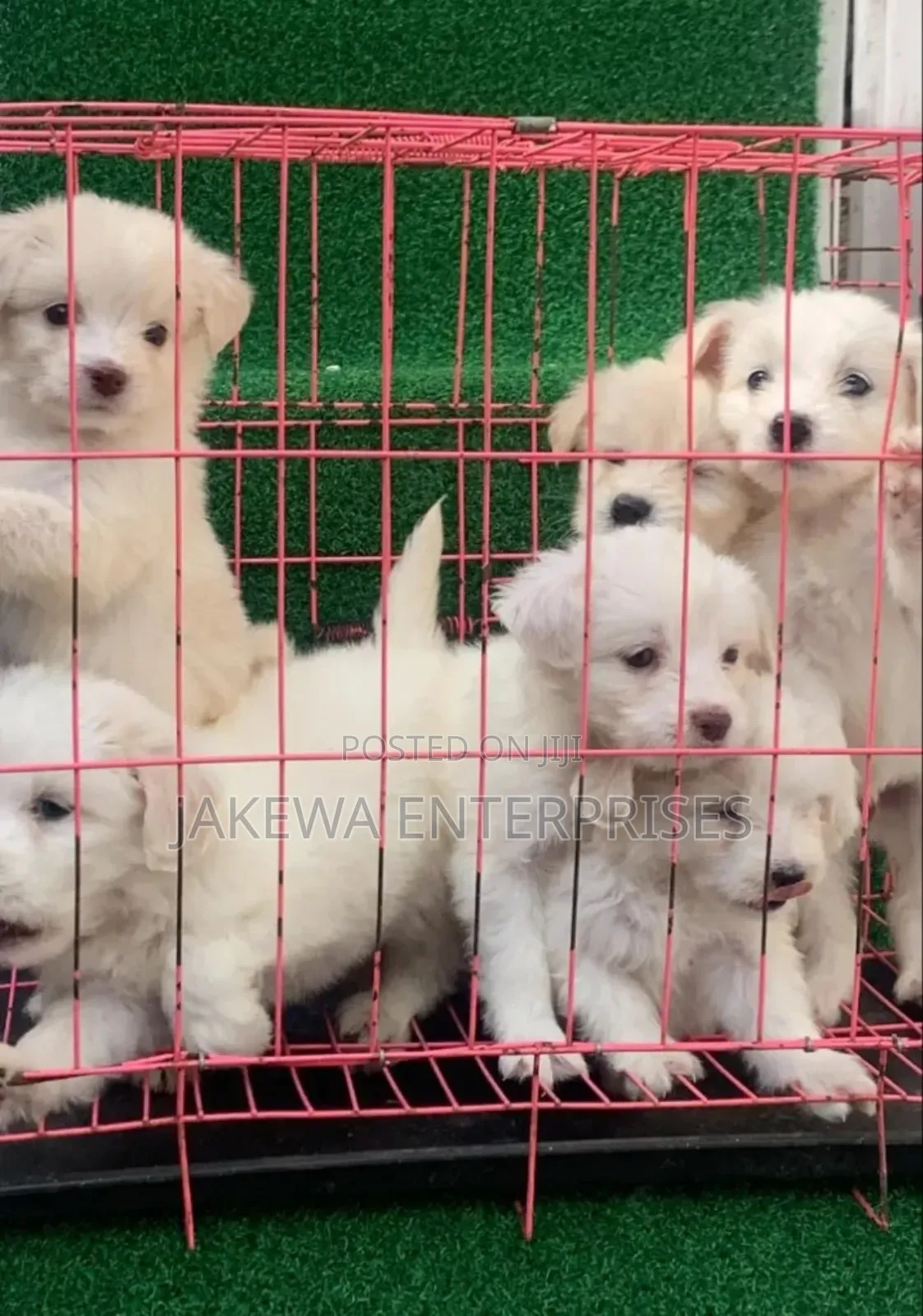 1-3 months Female Purebred Havanese