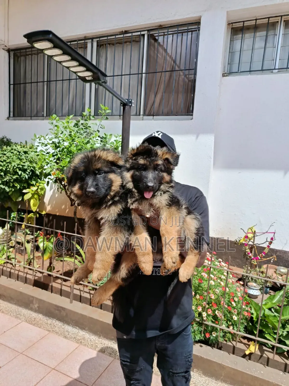 1-3 months Male Purebred German Shepherd
