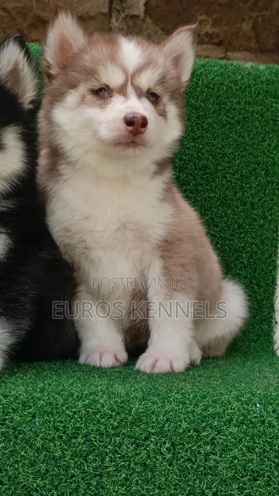 1-3 months Female Purebred Siberian Husky