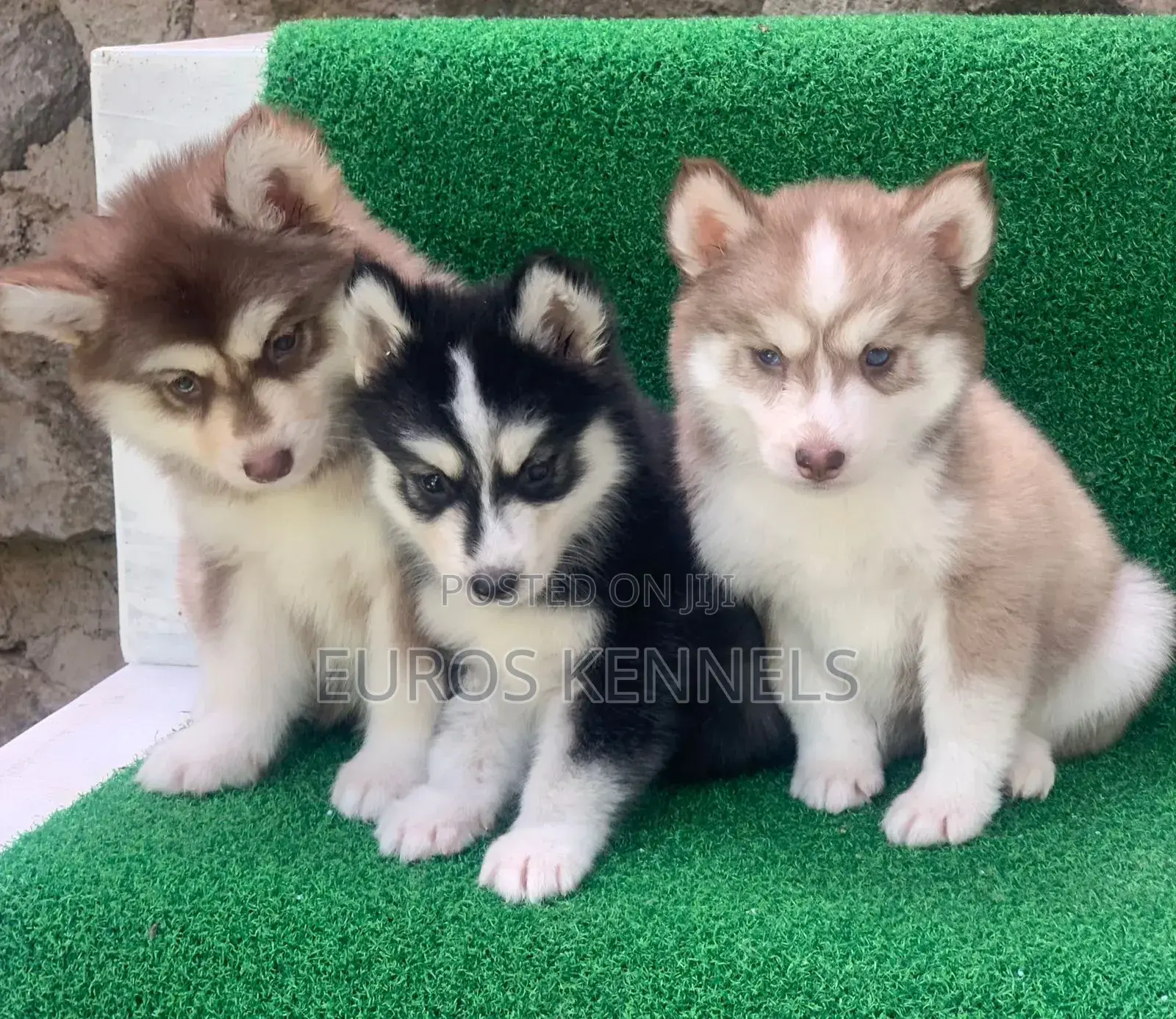 1-3 months Female Purebred Siberian Husky