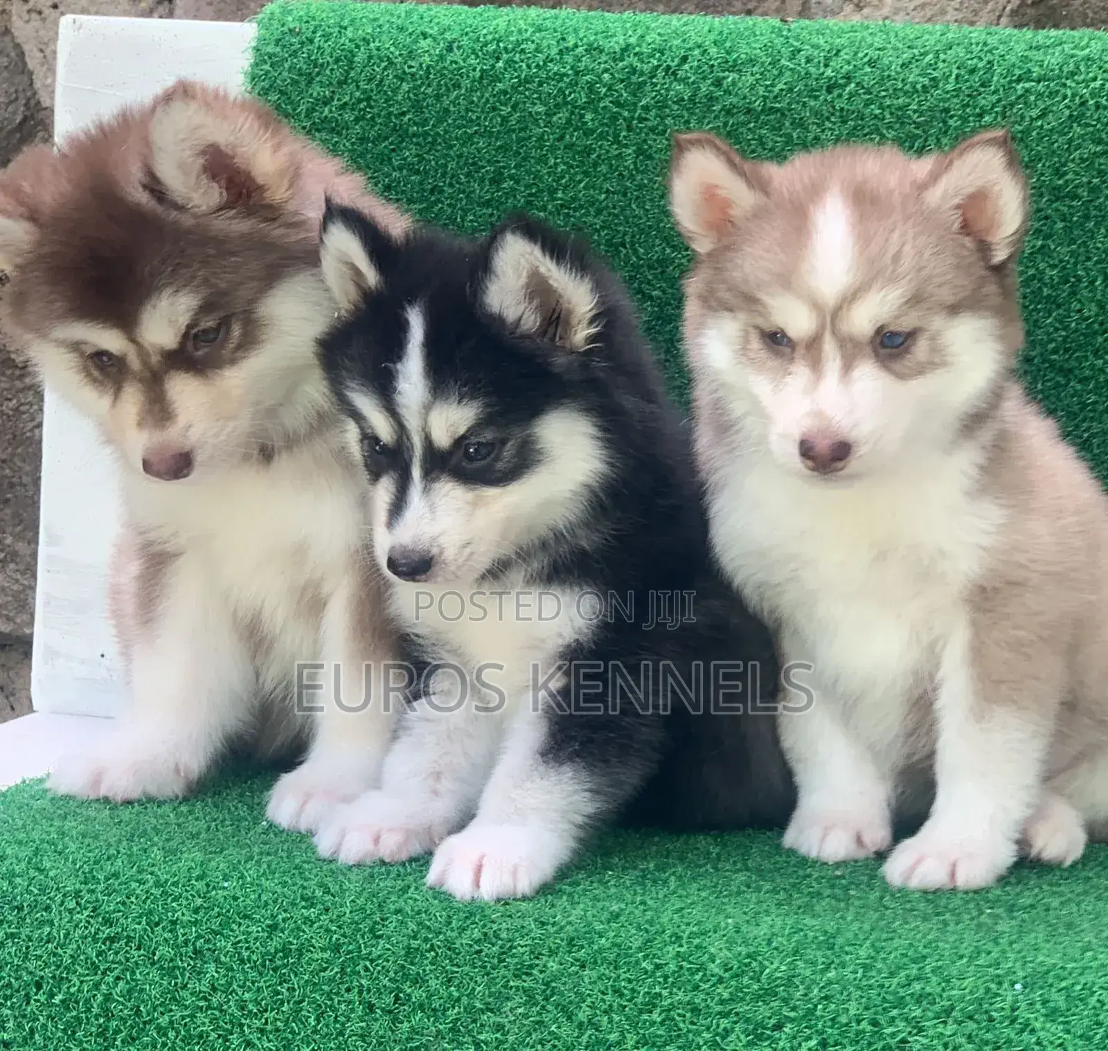 1-3 months Female Purebred Siberian Husky