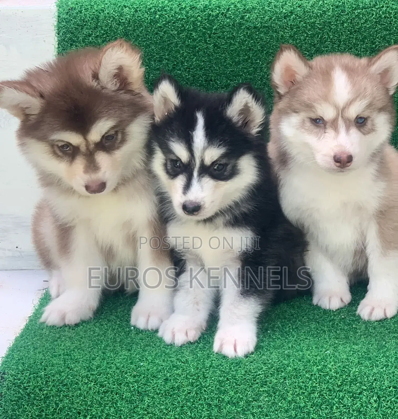 1-3 months Female Purebred Siberian Husky