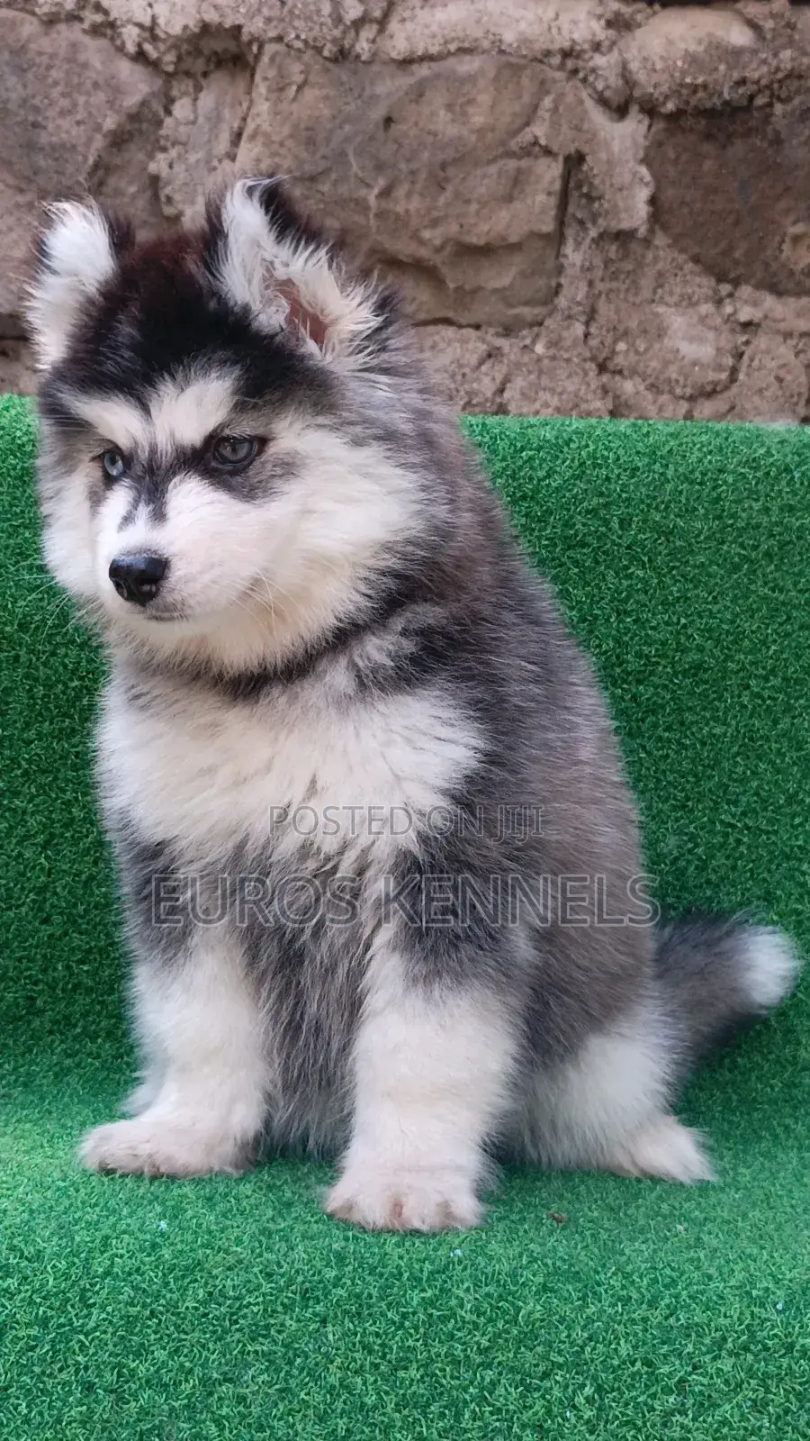 1-3 months Female Purebred Siberian Husky