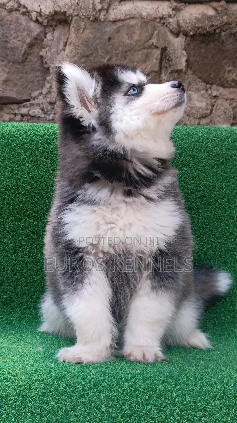 1-3 months Female Purebred Siberian Husky