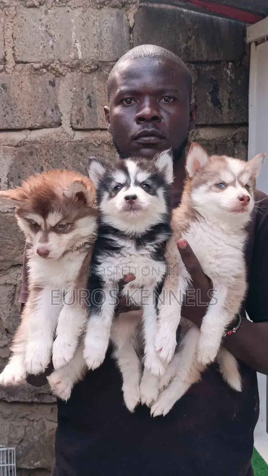 1-3 months Male Purebred Siberian Husky