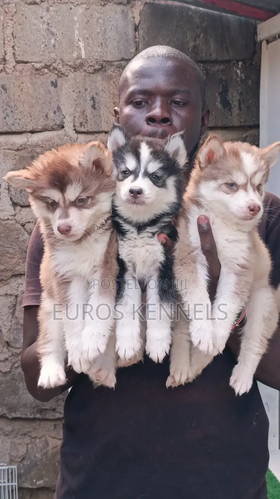 1-3 months Male Purebred Siberian Husky