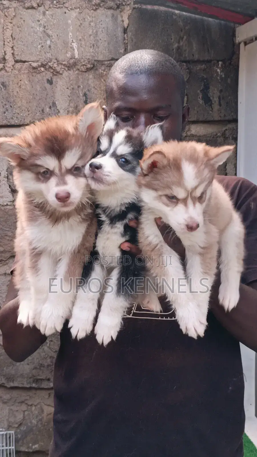 1-3 months Male Purebred Siberian Husky