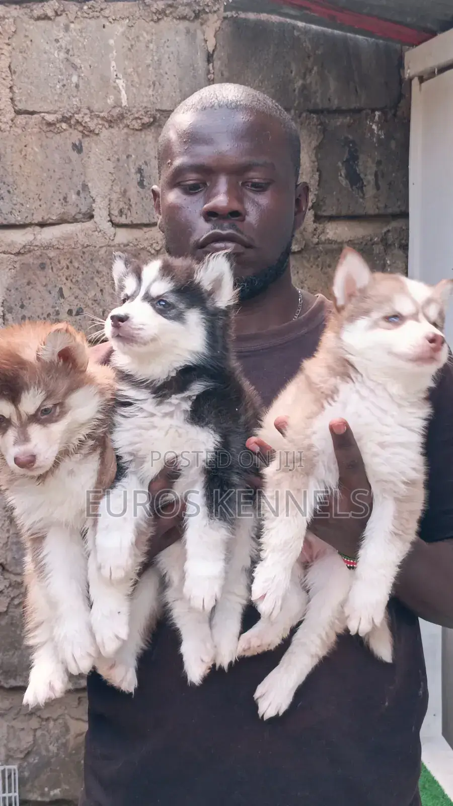 1-3 months Male Purebred Siberian Husky