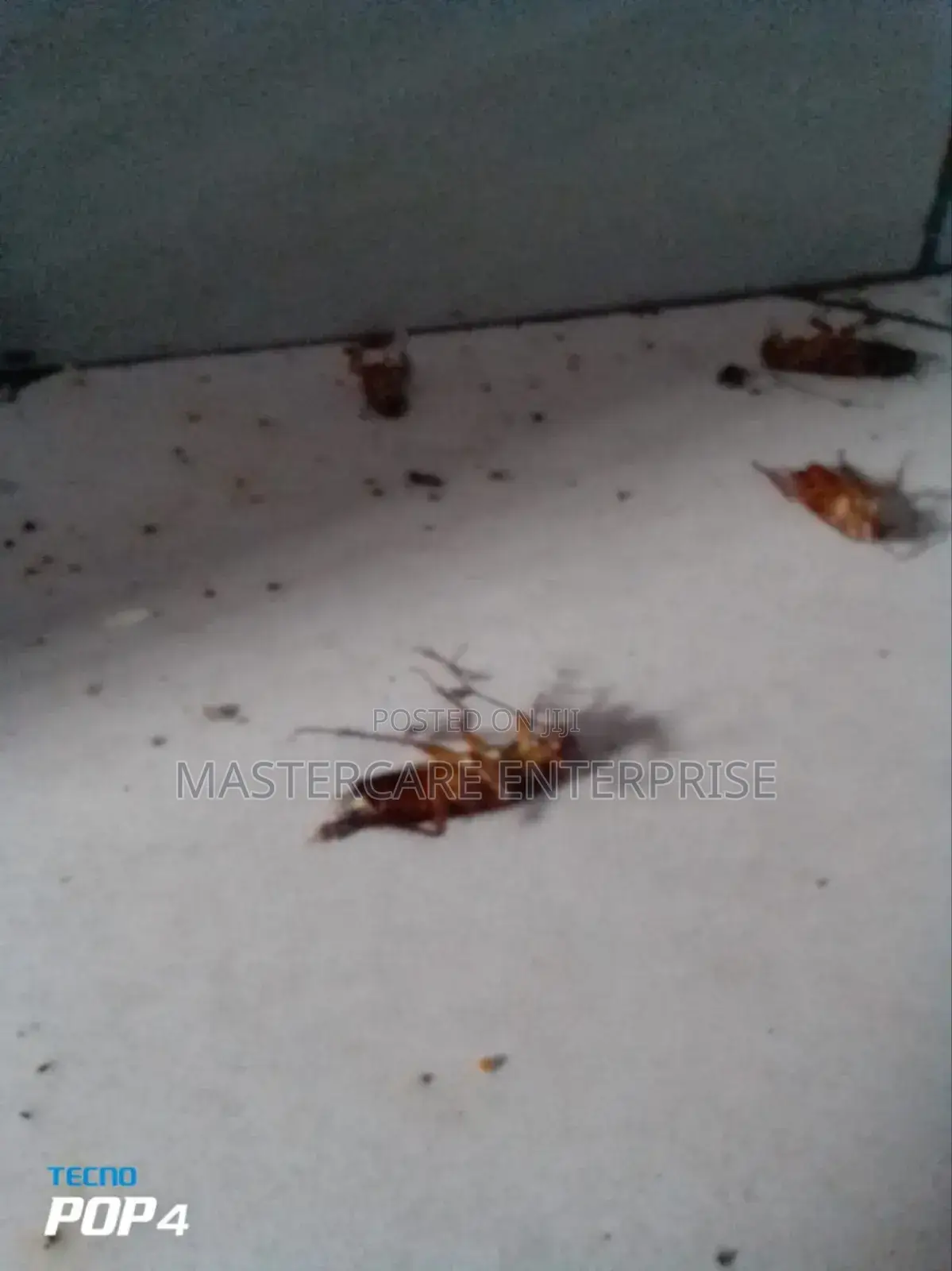 Cockroach Exterminator in Nairobi