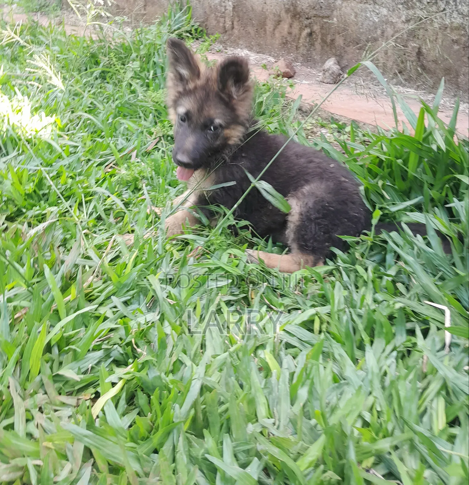1-3 months Male Purebred German Shepherd