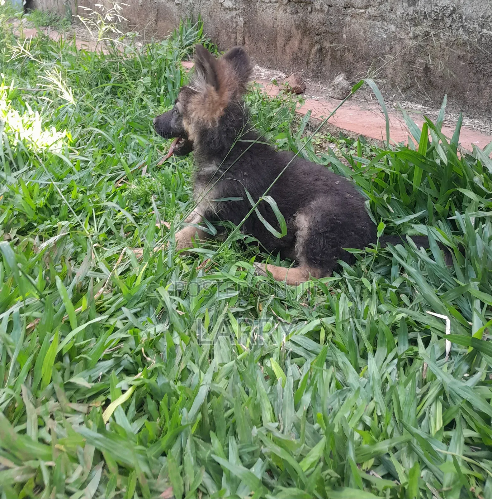 1-3 months Male Purebred German Shepherd