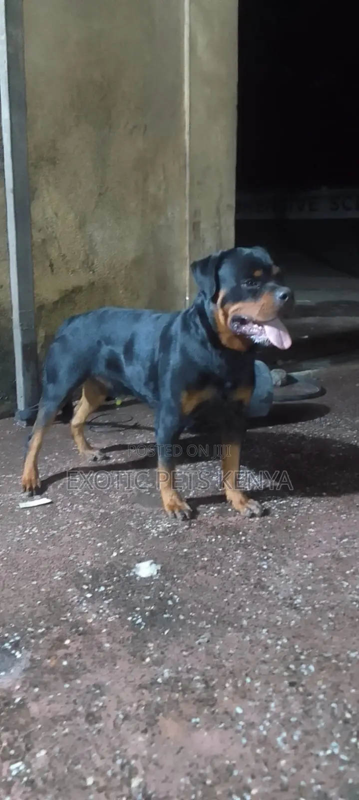 1+ year Male Purebred Rottweiler