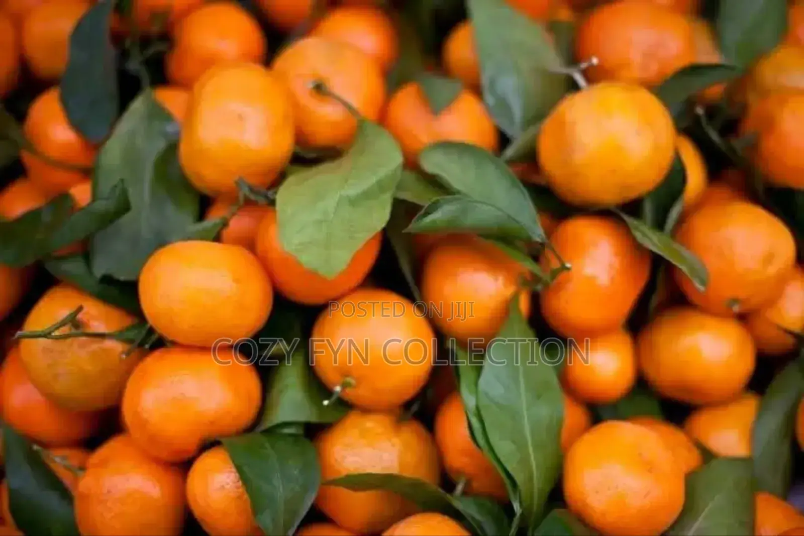 Pixie Oranges