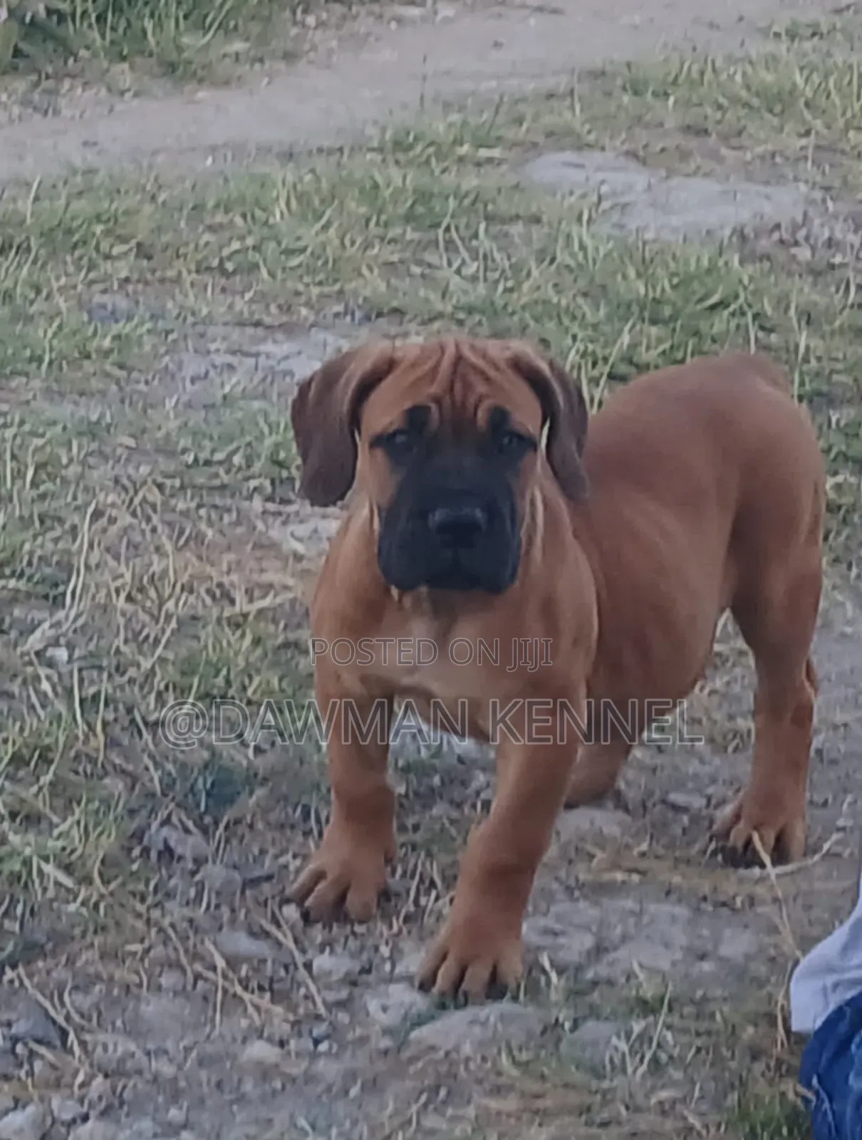 1-3 months Male Purebred Boerboel