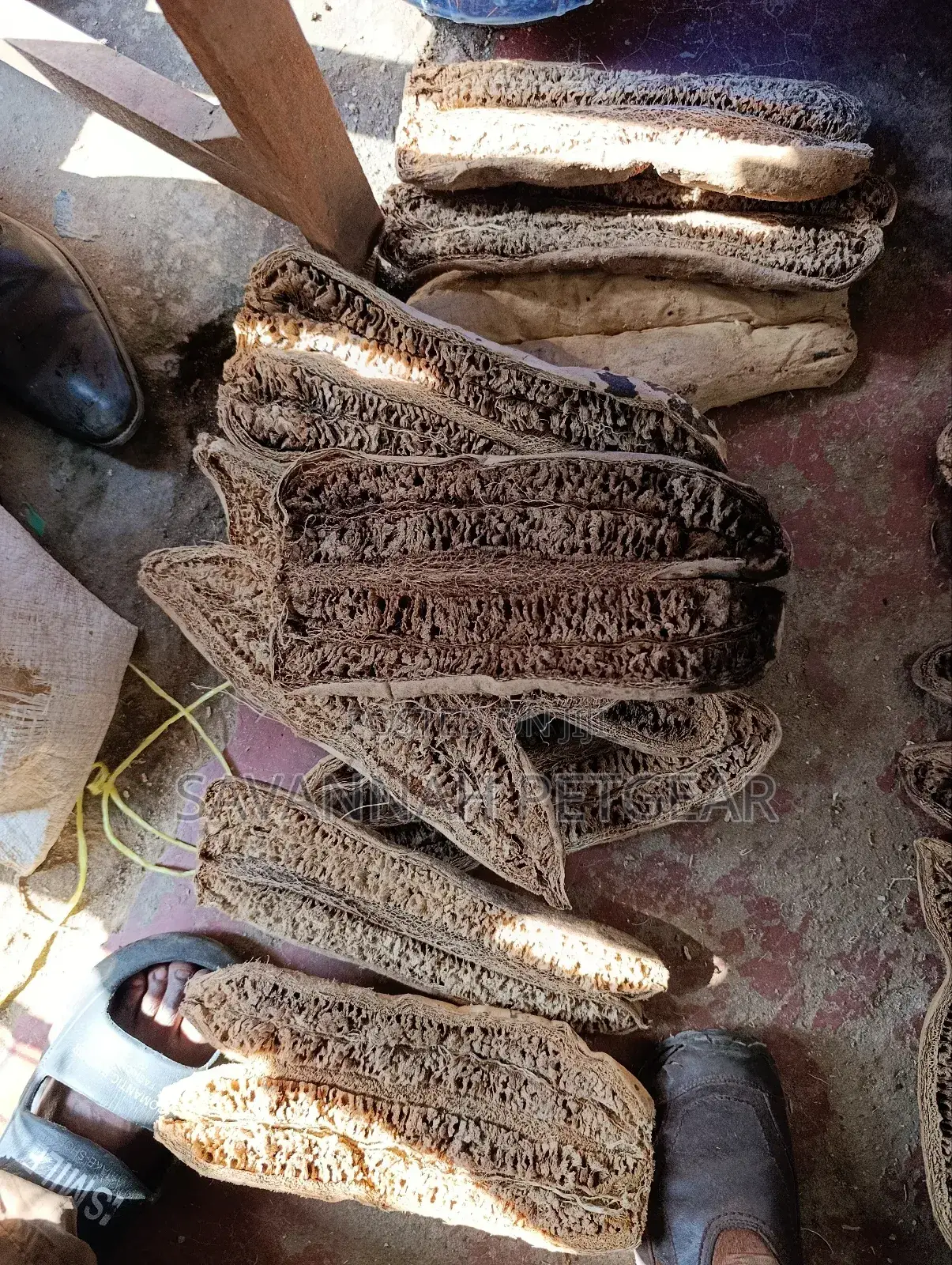 The Sausage Tree (Kigelia Africana) Dried Treated Fruits- Large Size