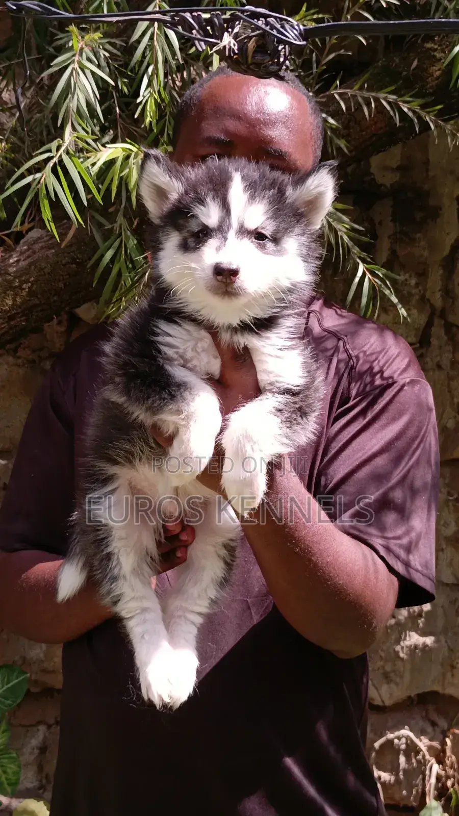 1-3 months Male Purebred Siberian Husky