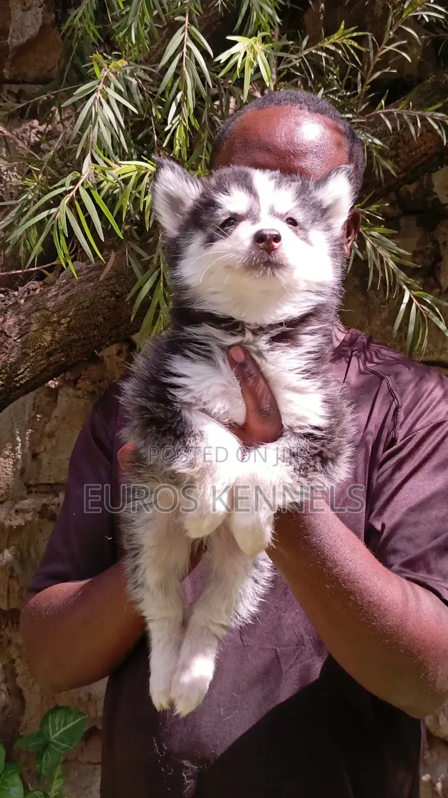 1-3 months Male Purebred Siberian Husky