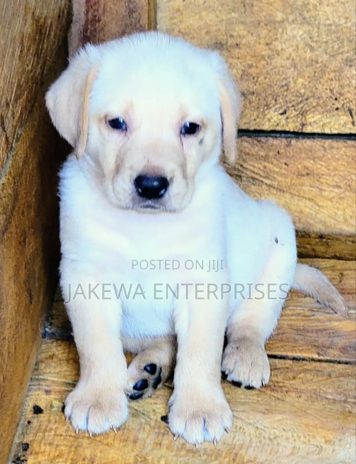 1-3 months Male Purebred Labrador Retriever