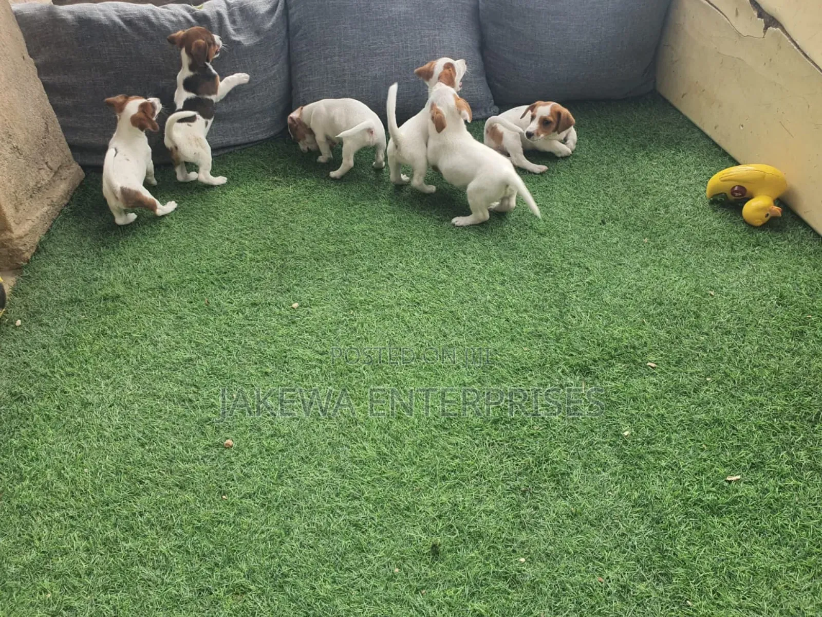 1-3 months Male Purebred Jack Russell Terrier