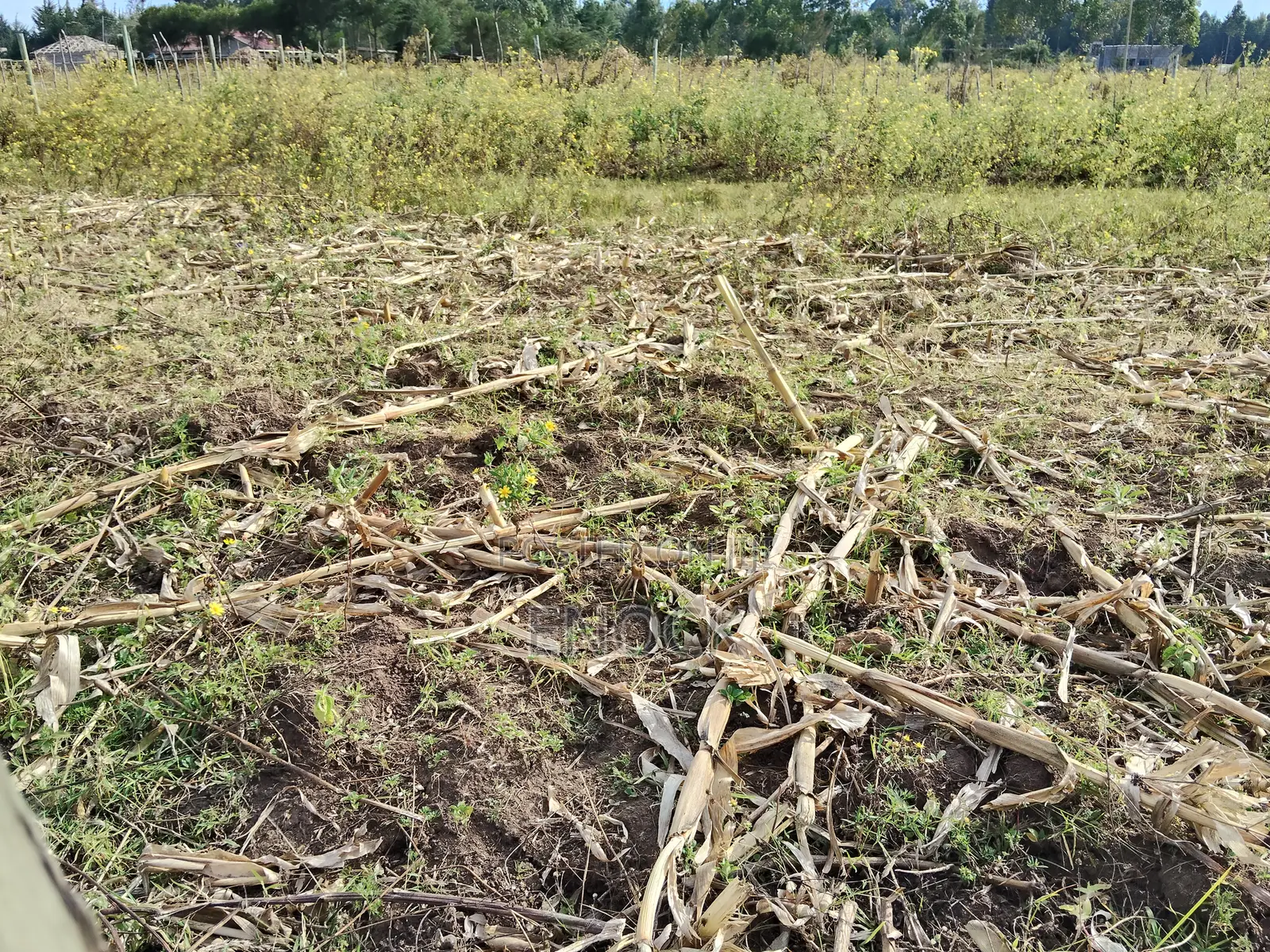 Outspan Kiambaa 1⁄4acre Plot