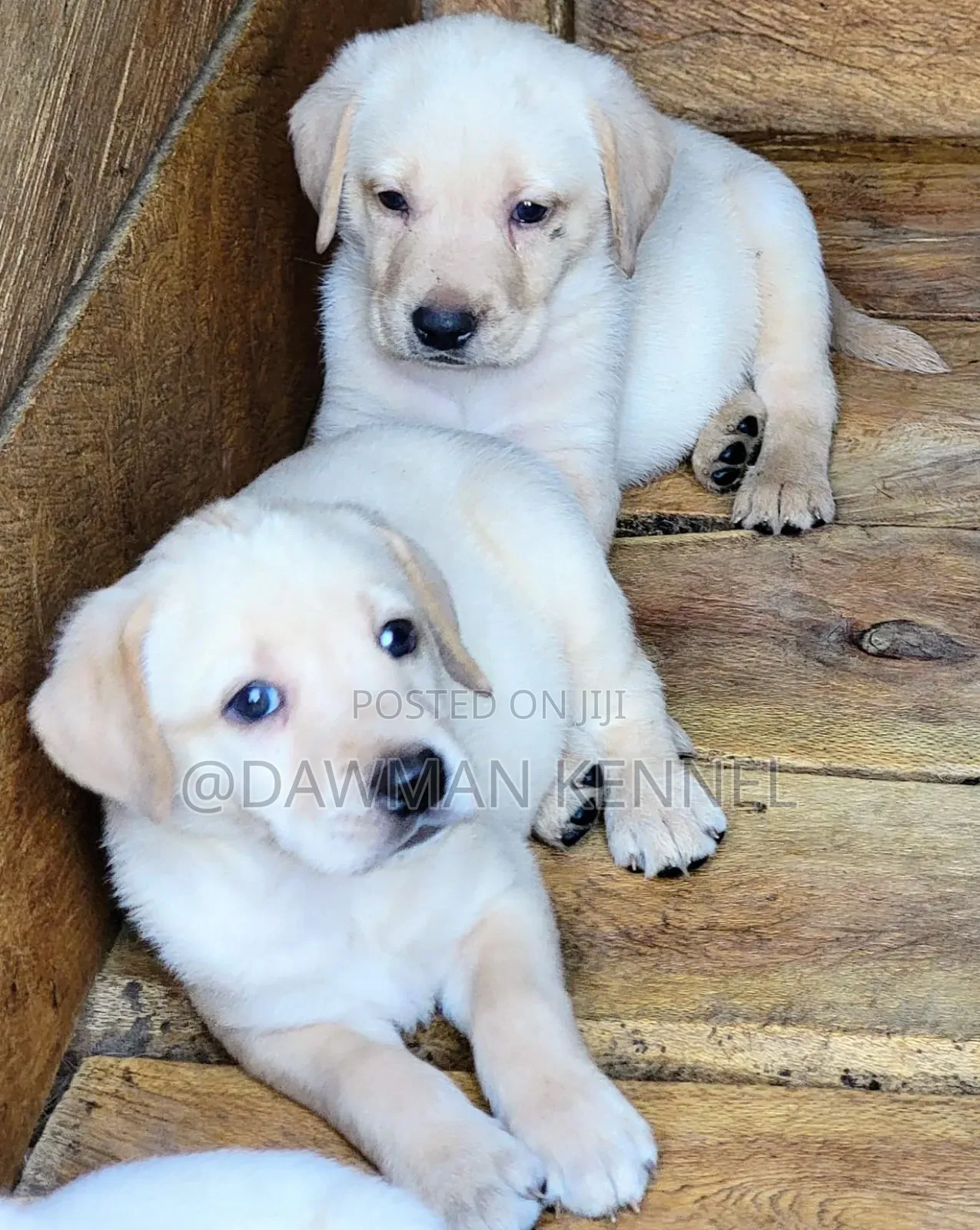 1-3 months Male Purebred Labrador Retriever