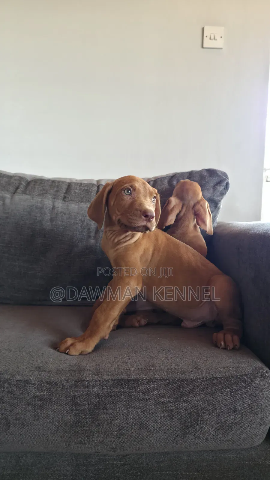 1-3 months Male Purebred Rhodesian Ridgeback