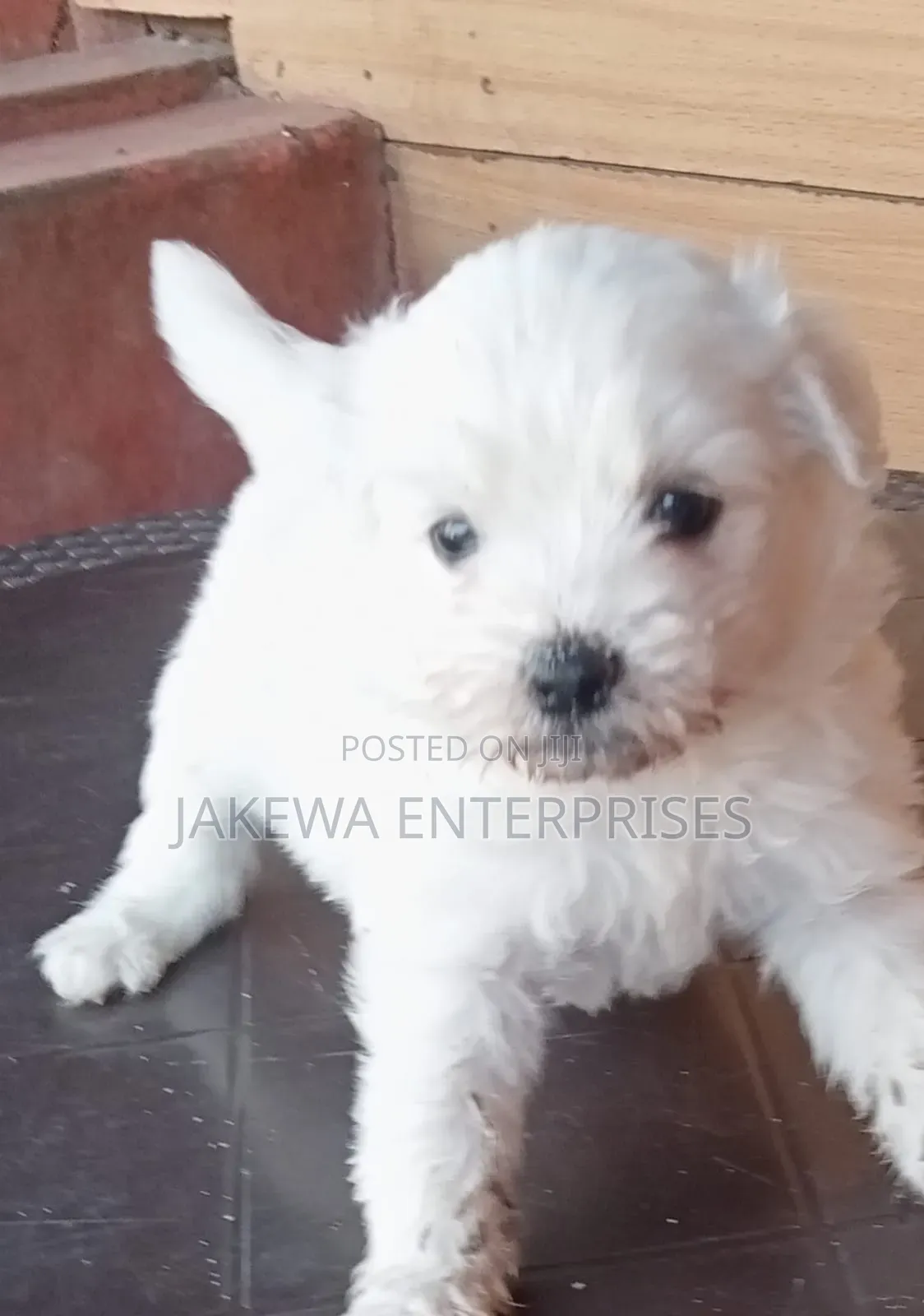 1-3 months Male Purebred Havanese