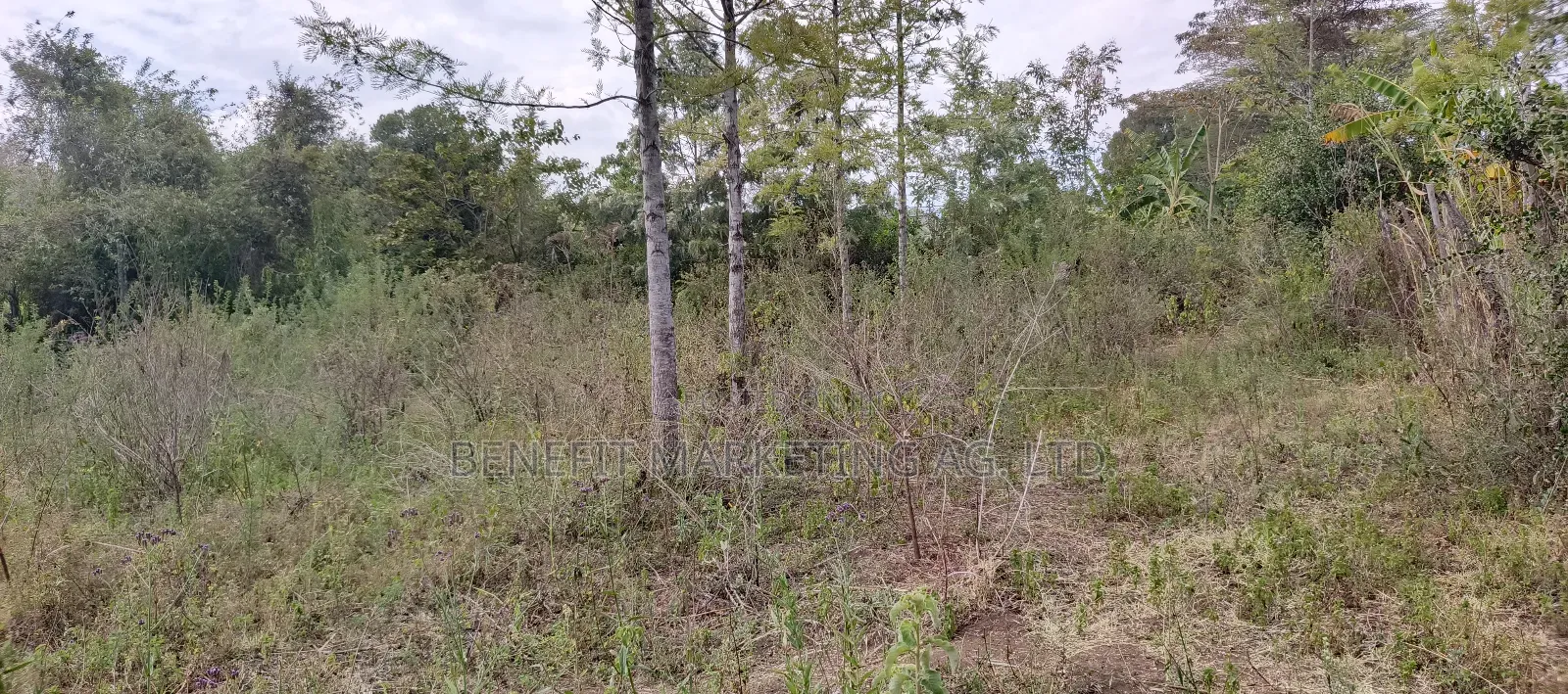 50*100 Plot for Sale in Ngong Ololua