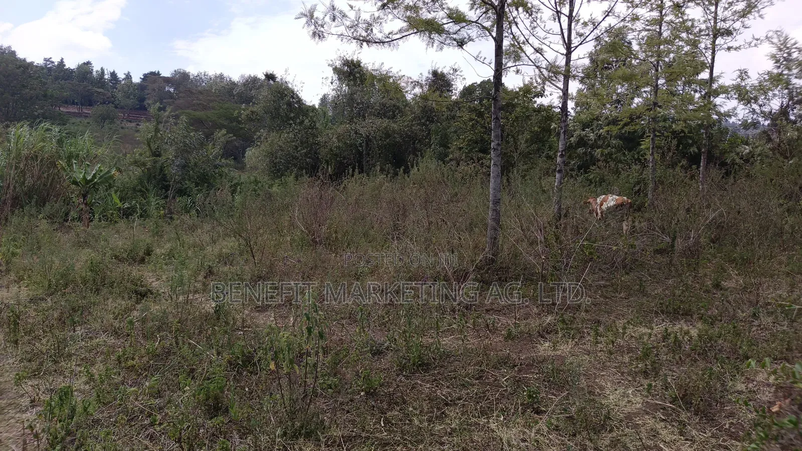 50*100 Plot for Sale in Ngong Ololua