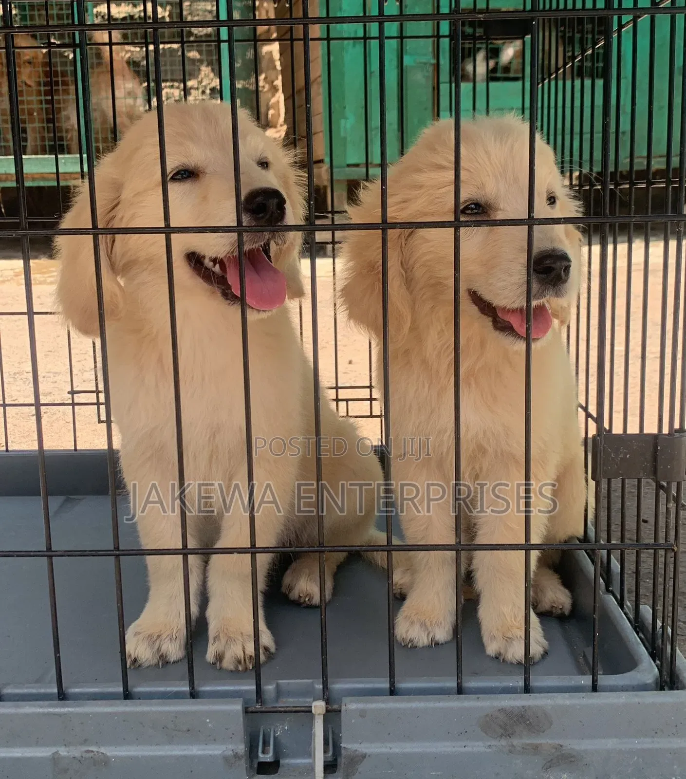 1-3 months Male Purebred Golden Retriever