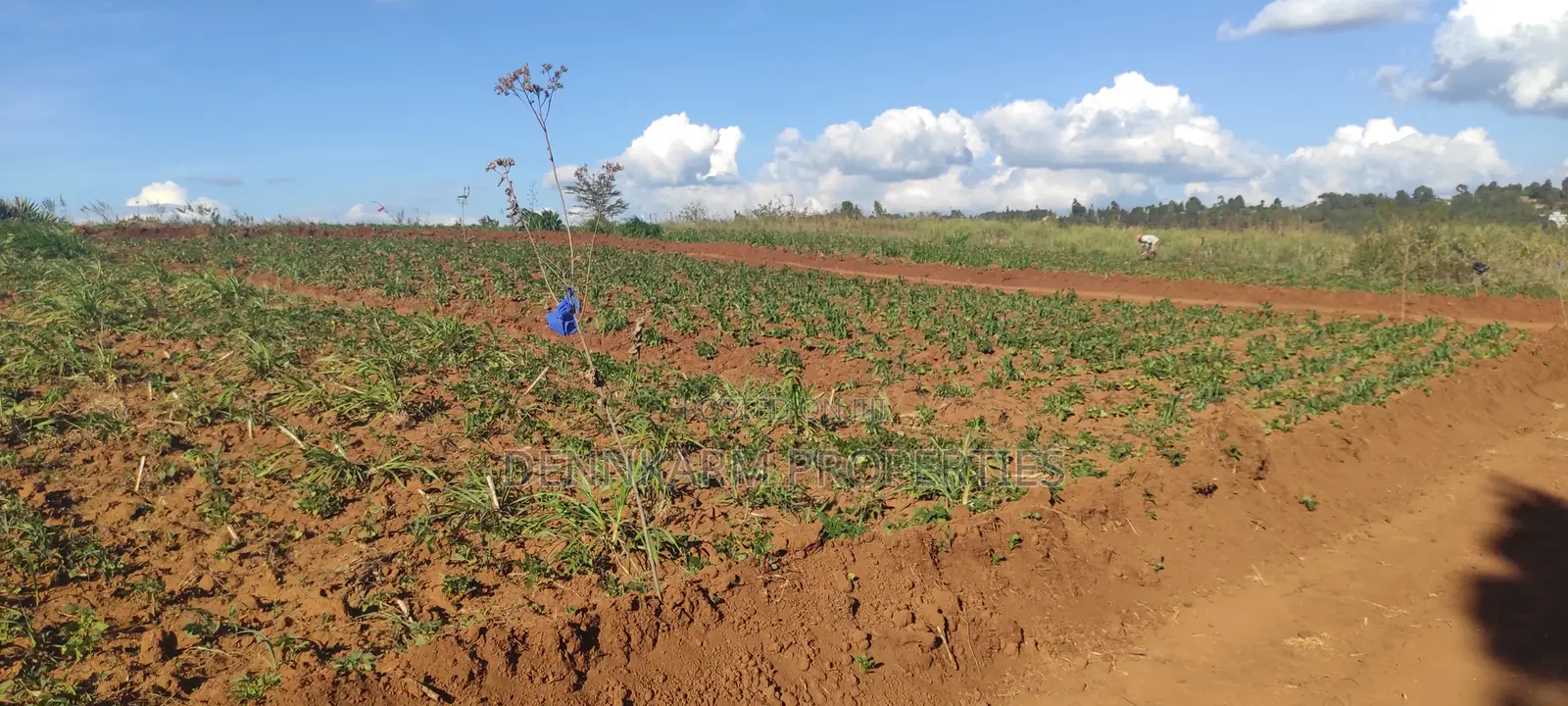 Prime 1/8 Acre In Kikuyu, Thigio (Fronting Tarmac)