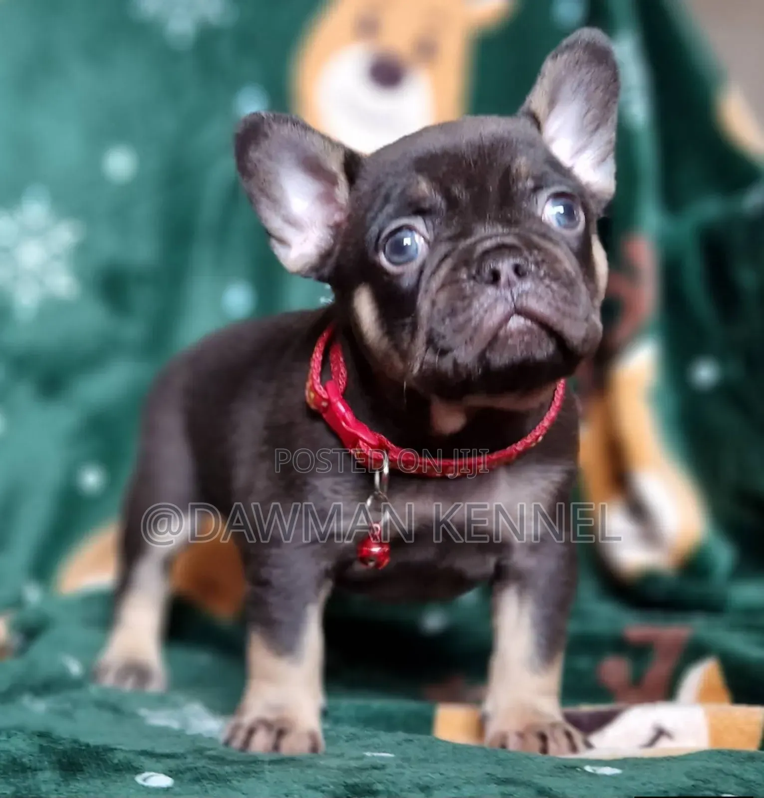 1-3 months Female Purebred French Bulldog