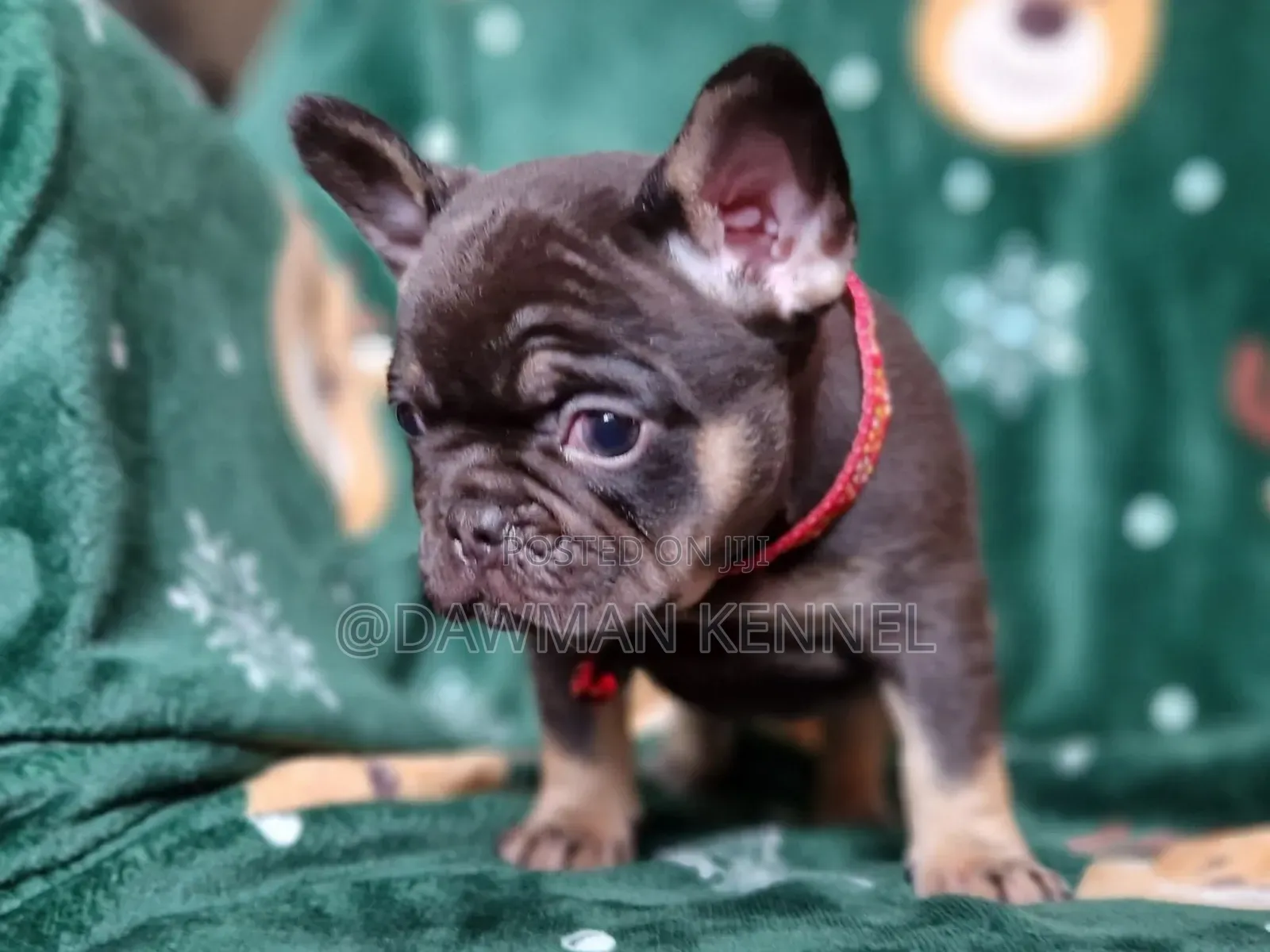 1-3 months Female Purebred French Bulldog