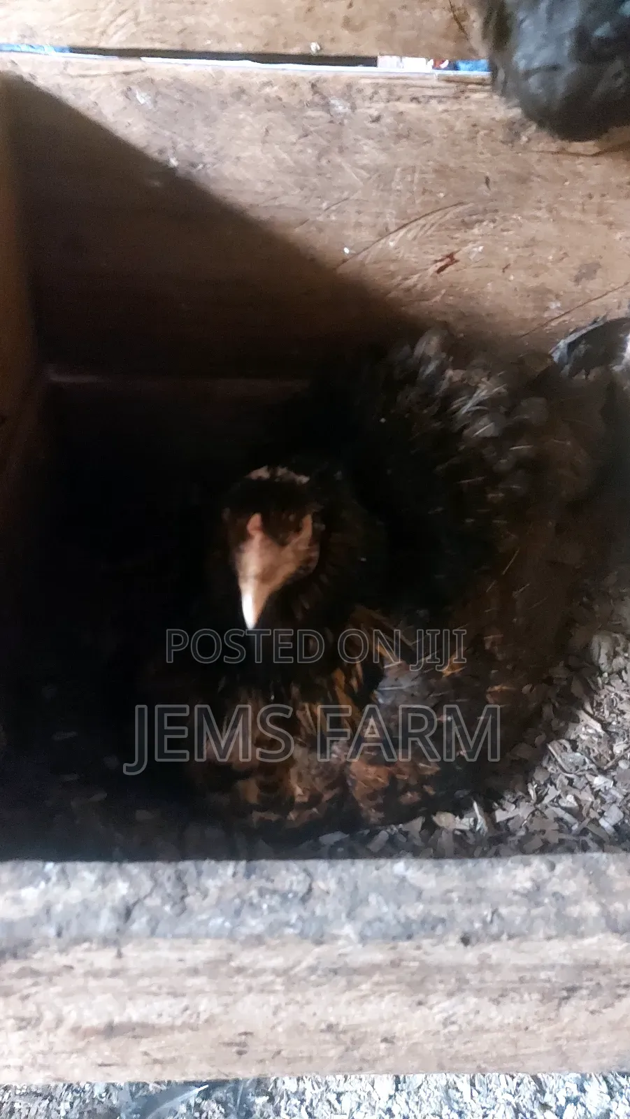 Broody Chicken for Incubation Purposes