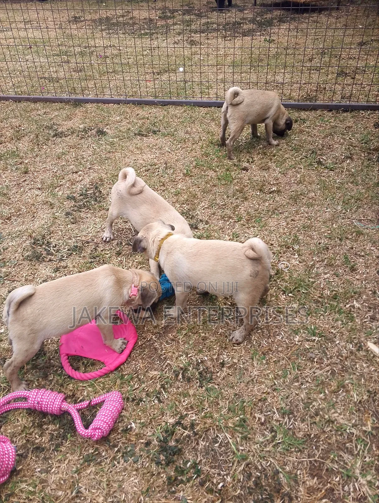 1-3 months Male Purebred Pug