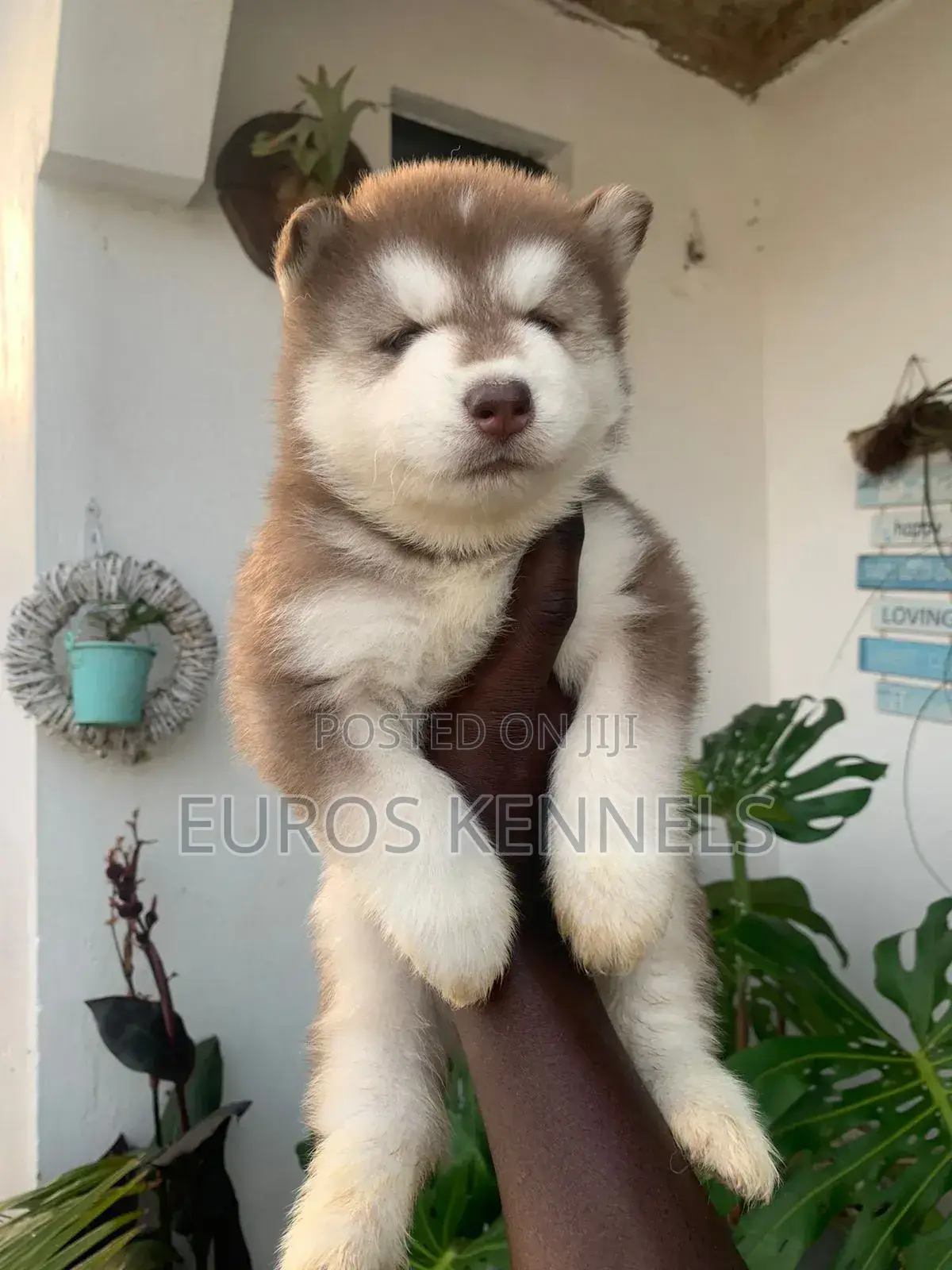 1-3 months Male Purebred Siberian Husky