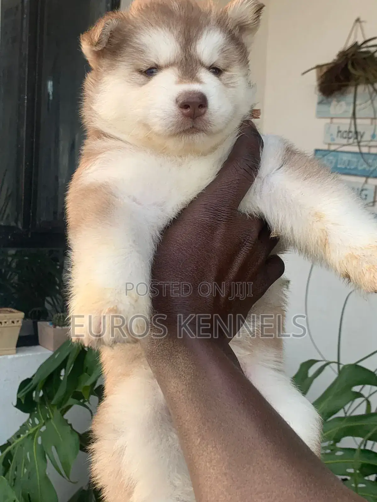 1-3 months Male Purebred Siberian Husky