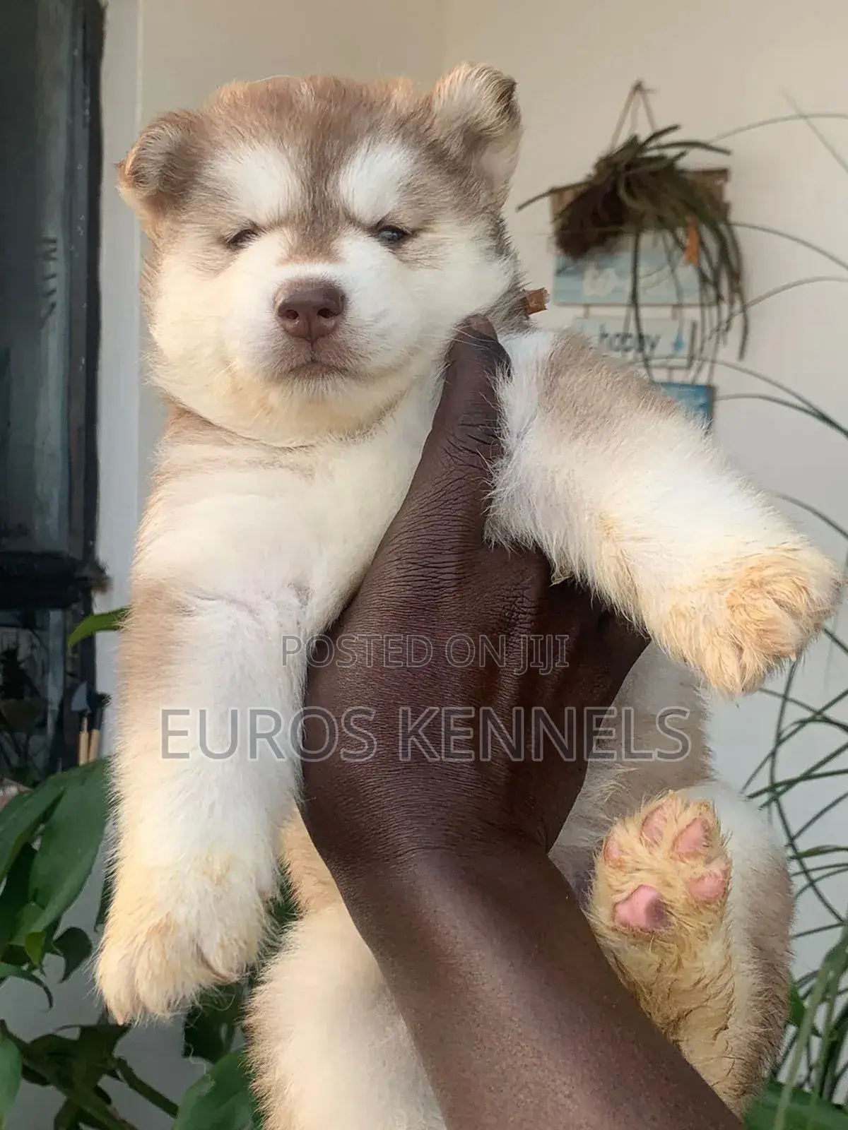 1-3 months Male Purebred Siberian Husky