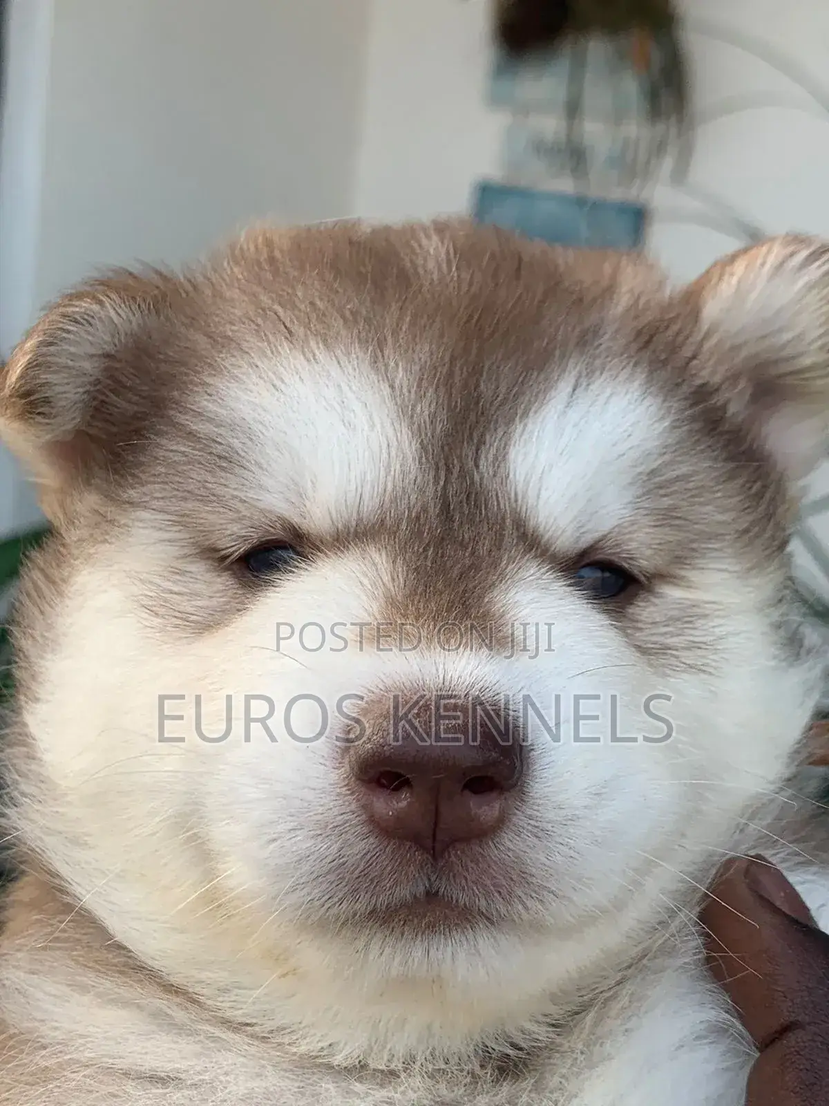 1-3 months Male Purebred Siberian Husky