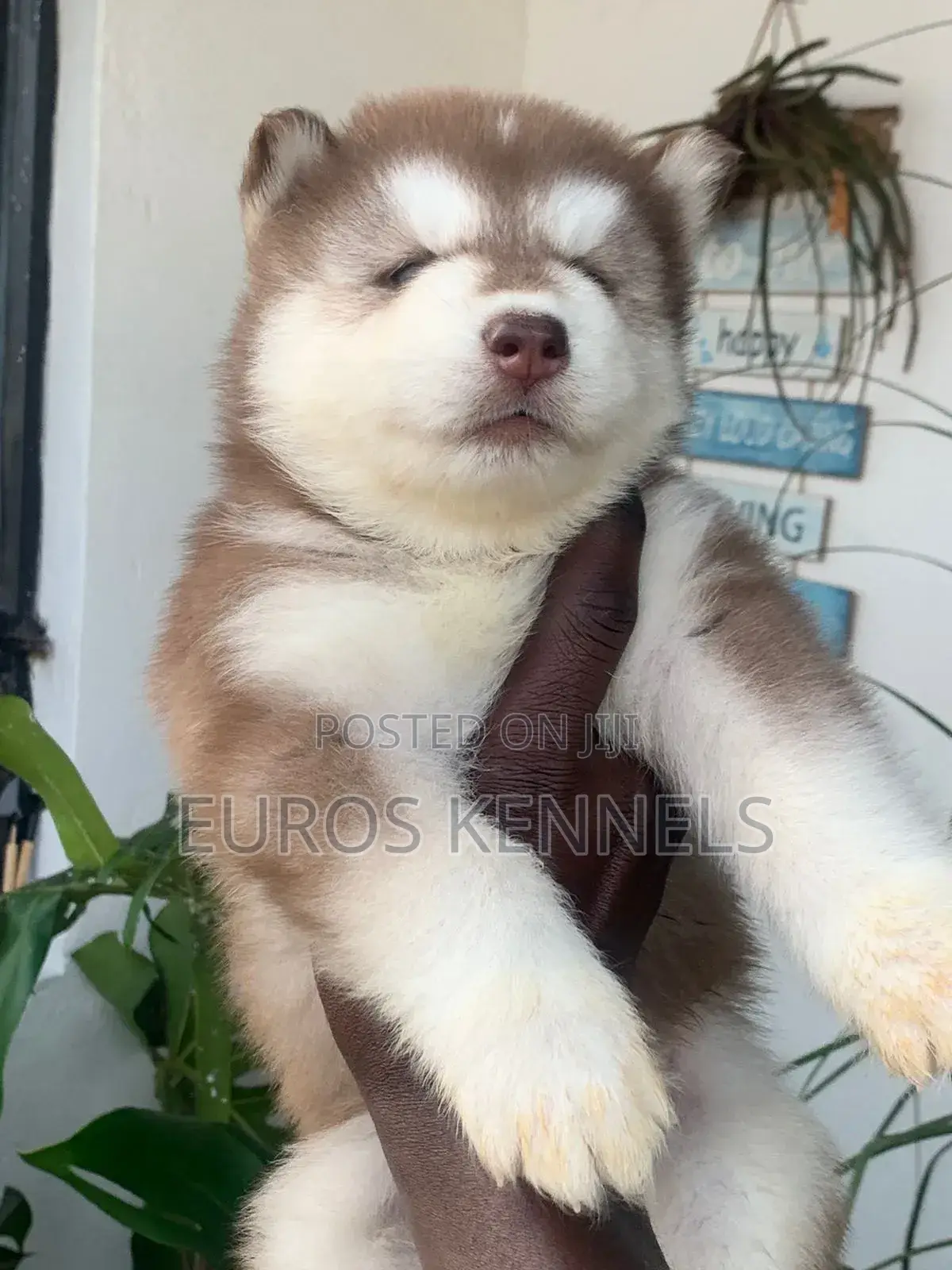 1-3 months Male Purebred Siberian Husky