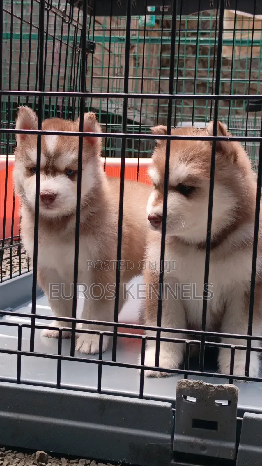1-3 months Male Purebred Siberian Husky