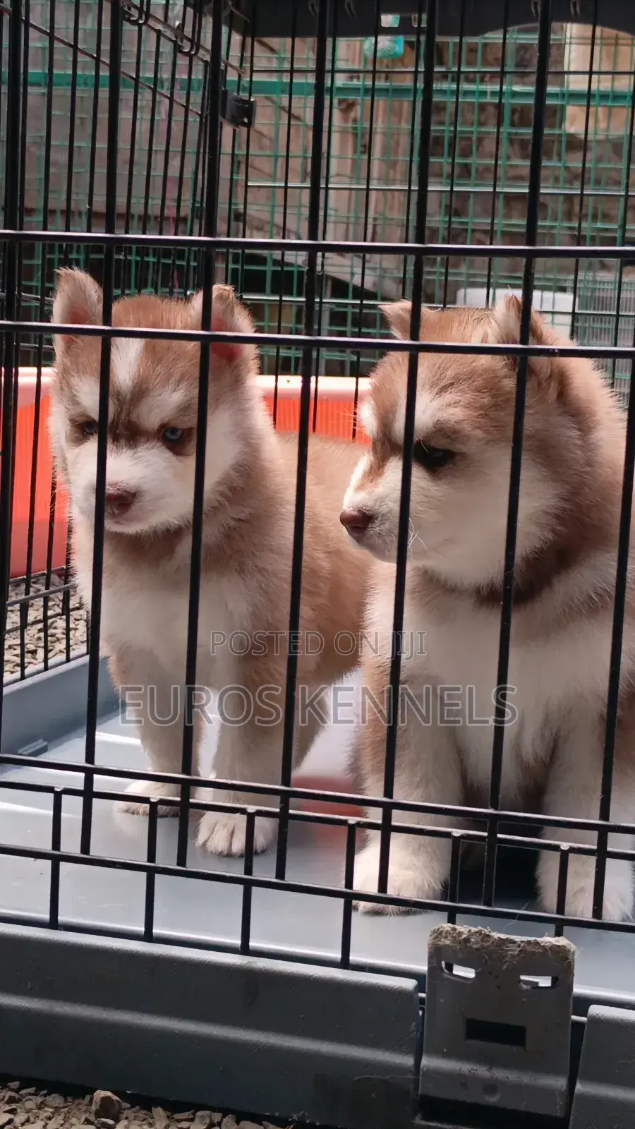 1-3 months Male Purebred Siberian Husky